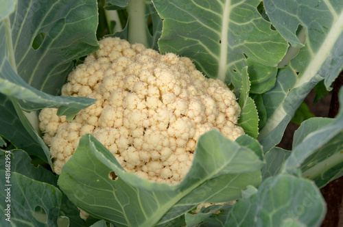 Cauliflower.