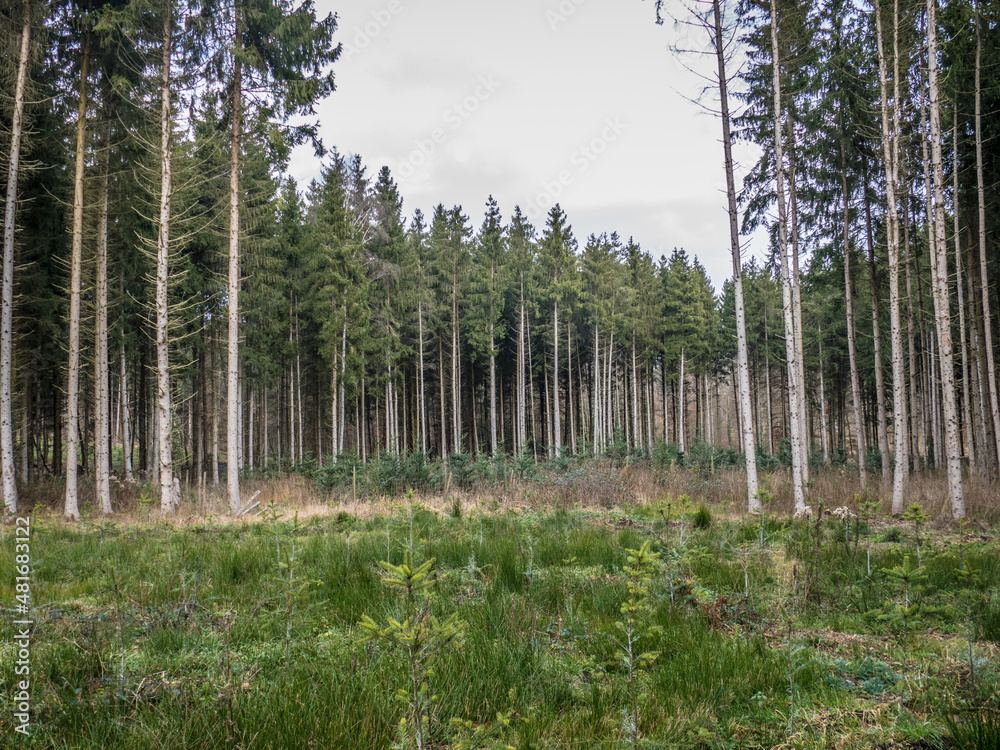 Wiederaufforstung nach Abholzung im Mischwald Wiederaufforstung nach Abholzung im Mischwald