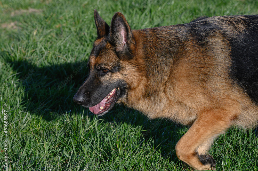 Close-up of the profile of the head of a German Shepherd Dog standing walking on the grass with its ears pricked, mouth ajar