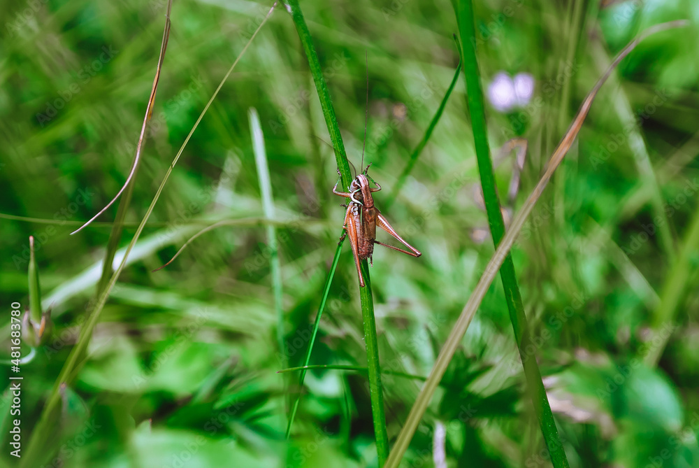 dragonfly on the grass dragonfly on the grass