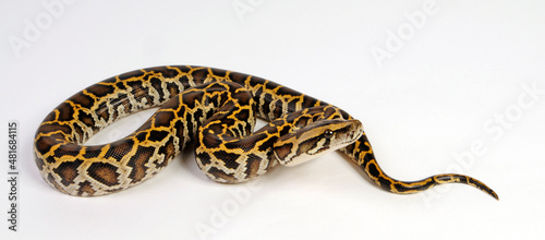 Burmese python // Dunkler Tigerpython (Python bivittatus) 