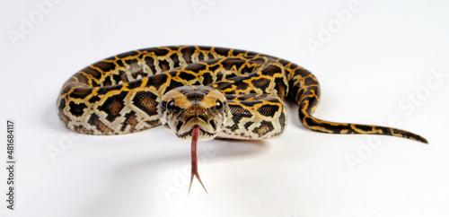 Tablou pe pânză züngelnde Schlange - Dunkler Tigerpython // Burmese python (Python bivittatus)