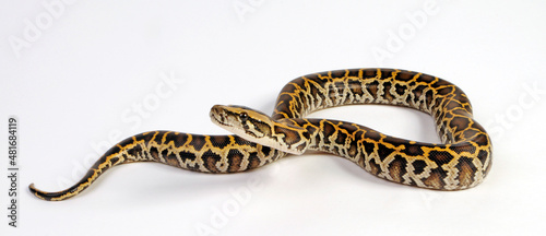 Burmese python // Dunkler Tigerpython (Python bivittatus) 