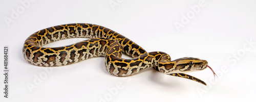 lambent snake - Burmese python / Dunkler Tigerpython (Python bivittatus) 