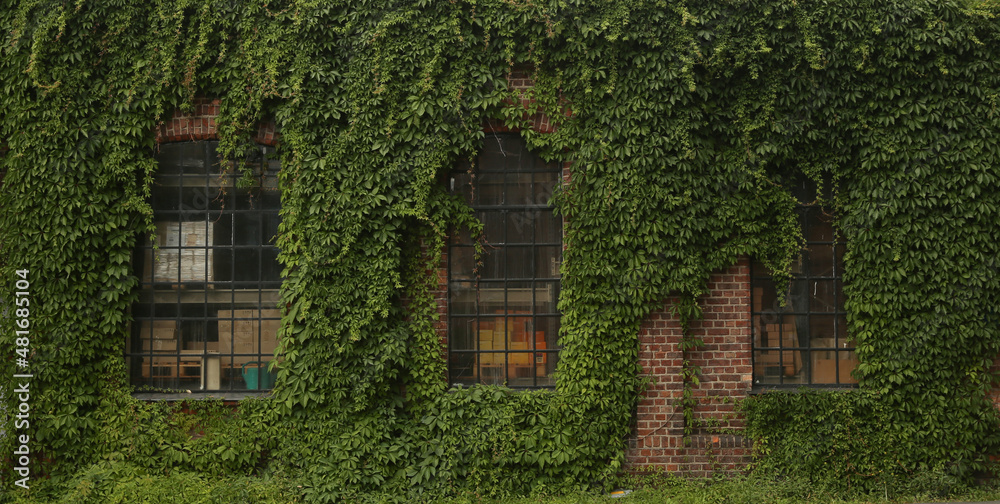 Facade of vintage factory covered with climbing plant. Creeper around windows on red brick wall.
