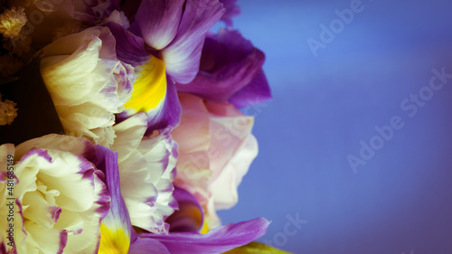 Fresh flower bouquet with blue irises and white roses, floral background for greeting card with free space for text