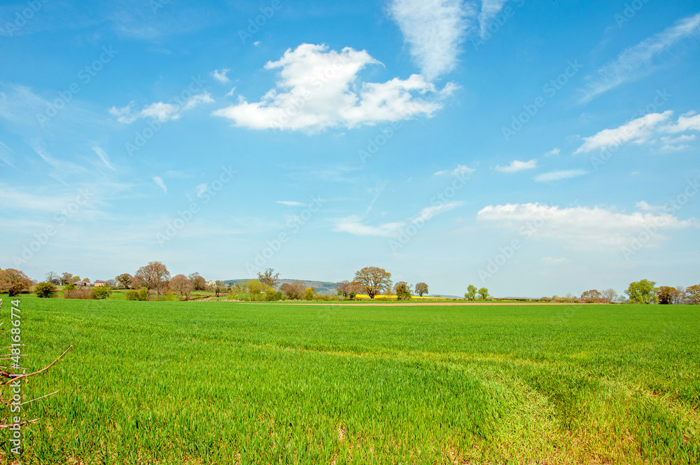 Springtime crops and trees in the fields.