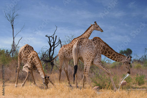 Giraffes at Waterhole © Victoria