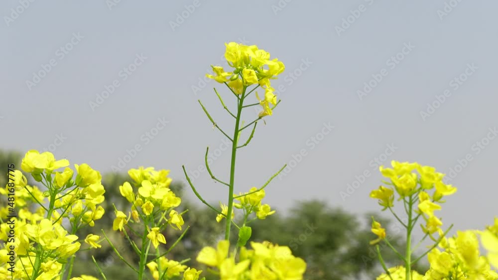 Yellow mustard flower buds are swaying in the wind against the sunlight in the sky. Close-up of flowers against sunlight and sky. Low angle shot of flower plants. 4k video. Yellow mustard flower buds are swaying in the wind against the sunlight in the sky. Close-up of flowers against sunlight and sky. Low angle shot of flower plants. 4k video.