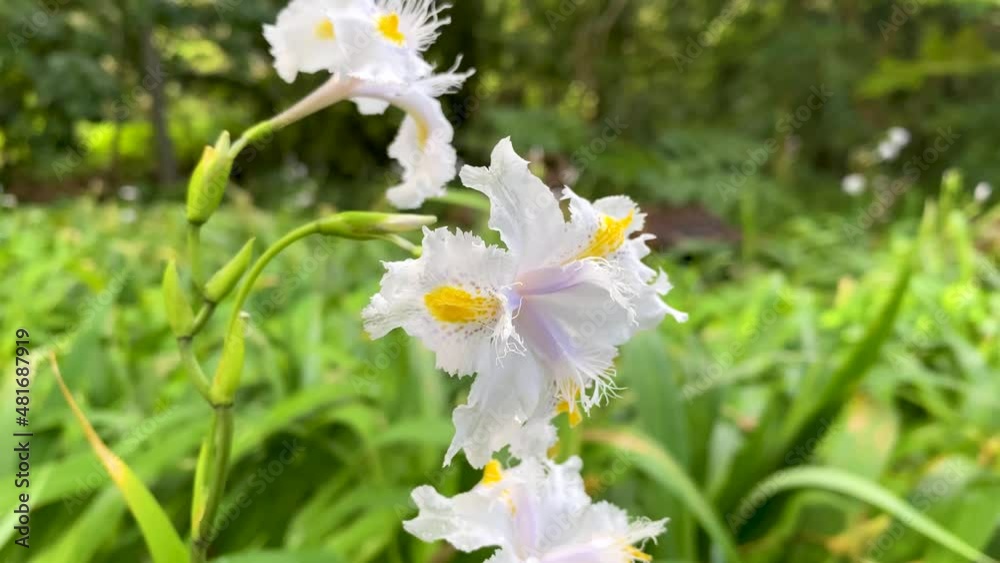 Delicate lilies swaying gently in the wind Delicate lilies swaying gently in the wind