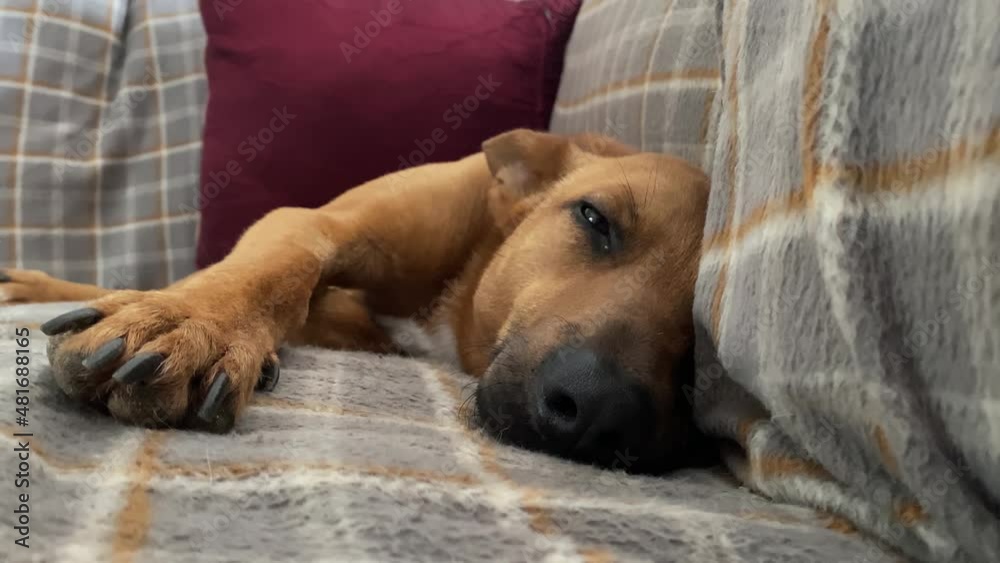 Sweet sleeping puppy on the couch. Sweet sleeping puppy on the couch.