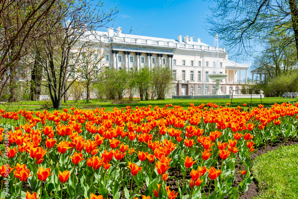 Spring tulips in Catherine park in Tsarskoe Selo (Pushkin), Saint Petersburg, Russia