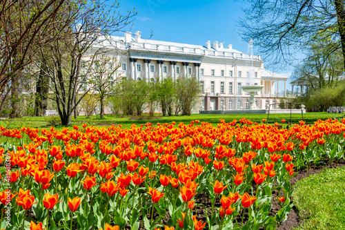 Spring tulips in Catherine park in Tsarskoe Selo (Pushkin), Saint Petersburg, Russia