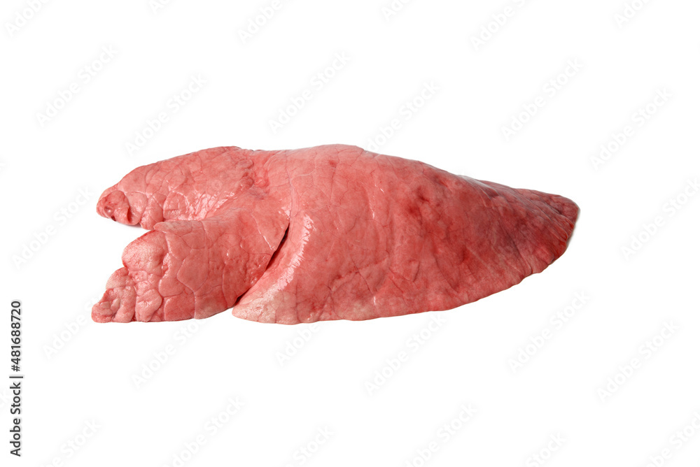Raw pork lungs on white background. Single fresh healthy pink lung. Closeup.