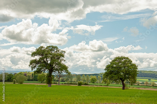 Trees on a meadow