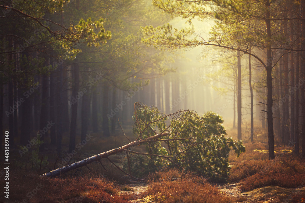 Jesienny las sosnowy we mgle droga i przewalone drzewo - obrazy, fototapety, plakaty 
