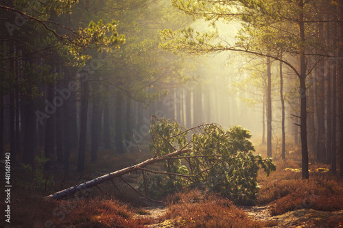 Jesienny las sosnowy we mgle droga i przewalone drzewo