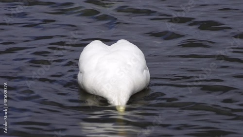 Ein gründelnder Höckerschwan sucht auf dem Grund eines Sees nach Nahrung.