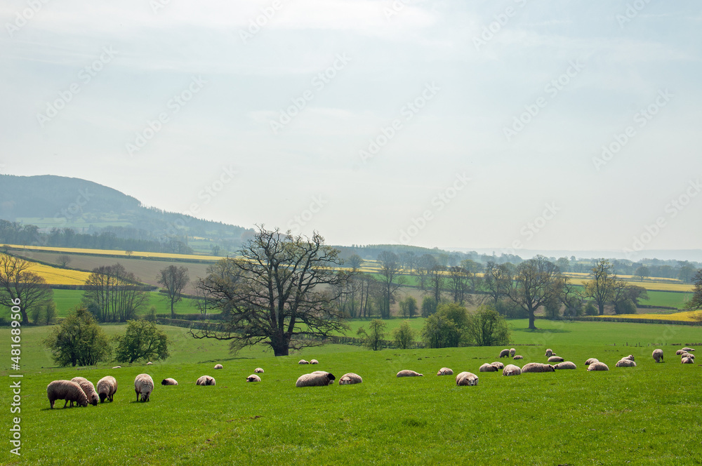 Sheep grazing in the fields.