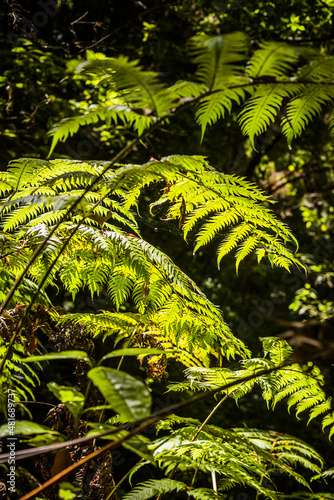 fern in the forest