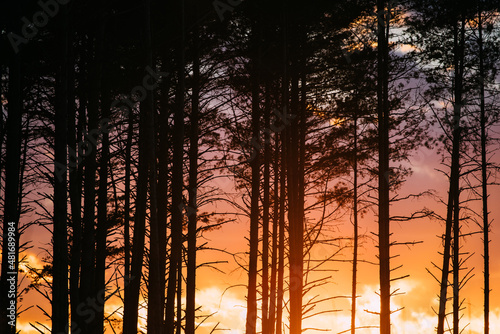 Sunset Sunrise In Pine Forest. Close View Of Dark Black Spruce Trunks Silhouettes In Natural Sunlight Of Bright Colorful Dramatic Sky. Sunshine In Sunny Coniferous Forest. Sun Rays Shine Through Woods