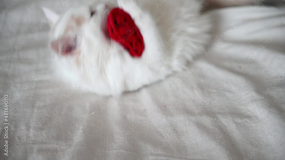 cute white fluffy kitten plays at home on the bed with a red heart, looks at the camera close-up. High quality FullHD footage cute white fluffy kitten plays at home on the bed with a red heart, looks at the camera close-up. High quality FullHD footage