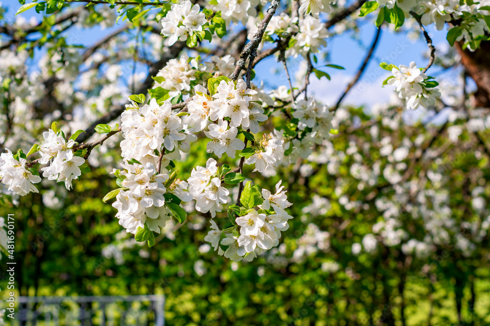 Flowers of blooming apple tree in spring