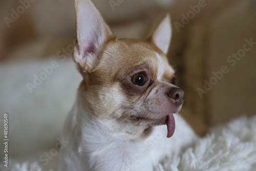 chihuahua dog lying on the bed © IvSky