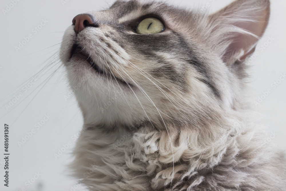 Fototapeta premium portrait of a cat