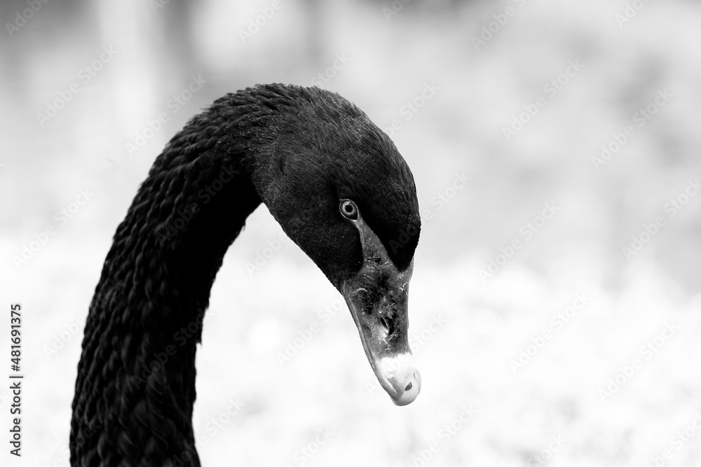 Cisnenegro ou cisne preto nome científico Cygnus atratus. Ave aquática
