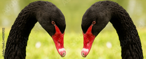 Cisne-negro ou cisne preto nome científico Cygnus atratus. Ave aquática australiana tem parentesco com gansos, patos e outros cines todos da família Anatidae.   photo