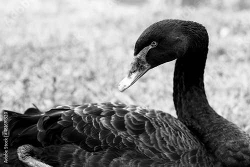 Cisne-negro ou cisne preto nome científico Cygnus atratus. Ave aquática australiana tem parentesco com gansos, patos e outros cines todos da família Anatidae.   photo