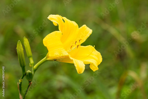 Lírio amarelo também denominados lírios de um dia. Nome cientifico Hemerocallis lilioasphodelus. Essas flores s[o duram um dia. Por isso, 