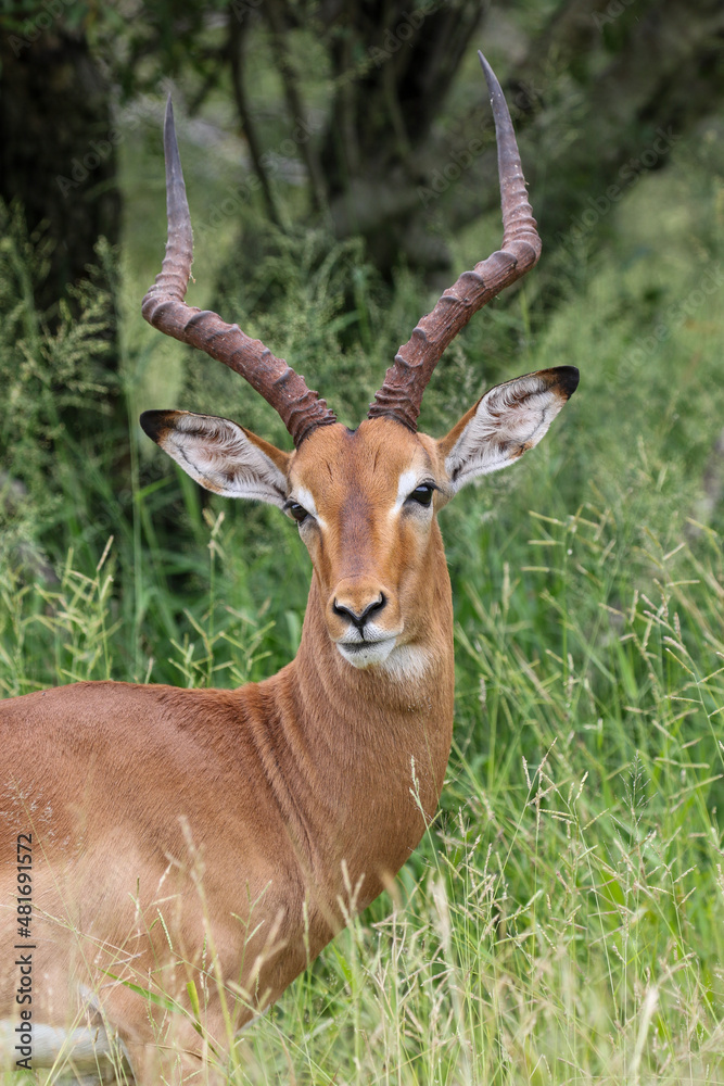 Impala Ram, Kruger National Park Impala Ram, Kruger National Park