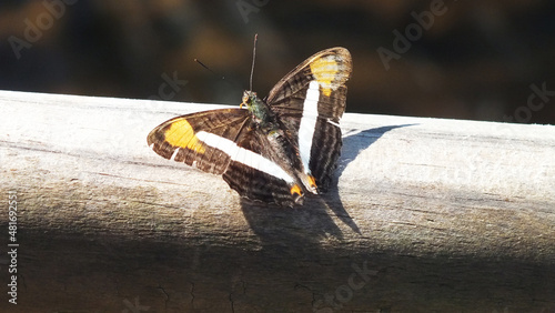 Butterfly, Bird Park, Argentina