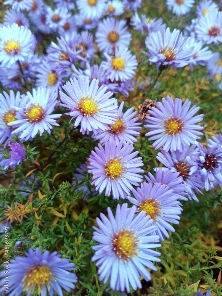 field of daisies field of daisies
