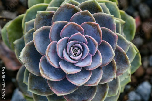 close up of a succulent plant,  symmetry pattern in the nature