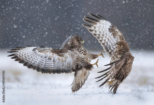 Fighting common buzzards in the winter scenery ( Buteo bute