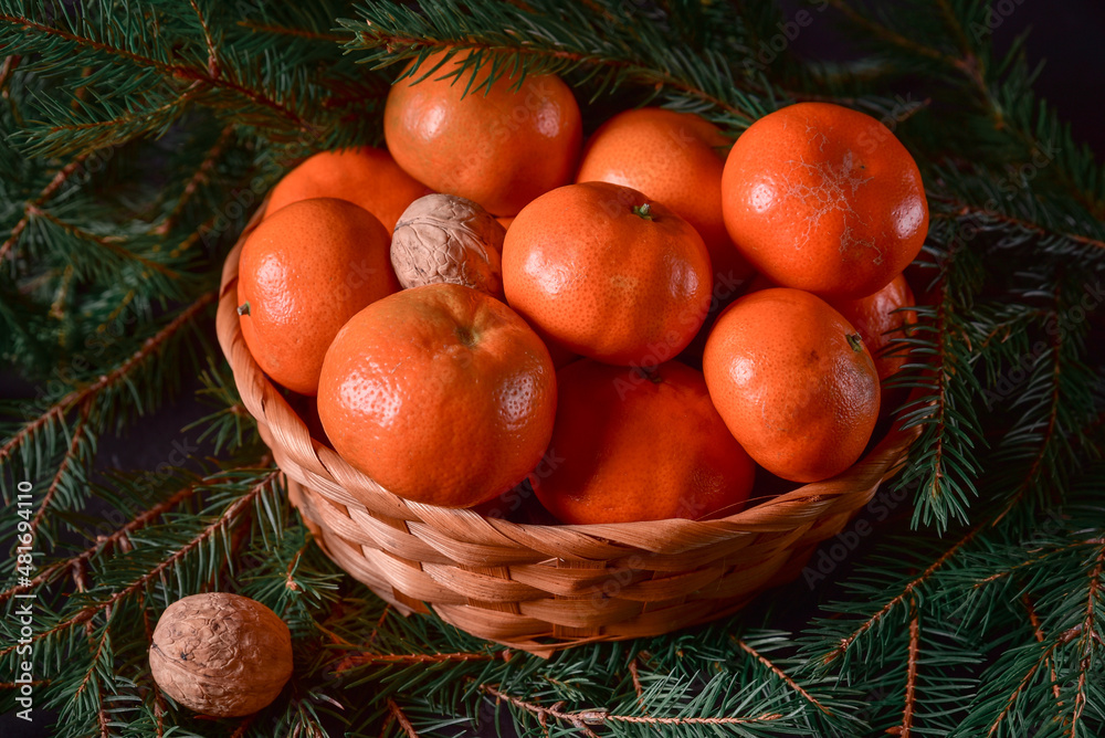 Nuts and Fresh Tangerines in the Basket and Xmas Tree Branches