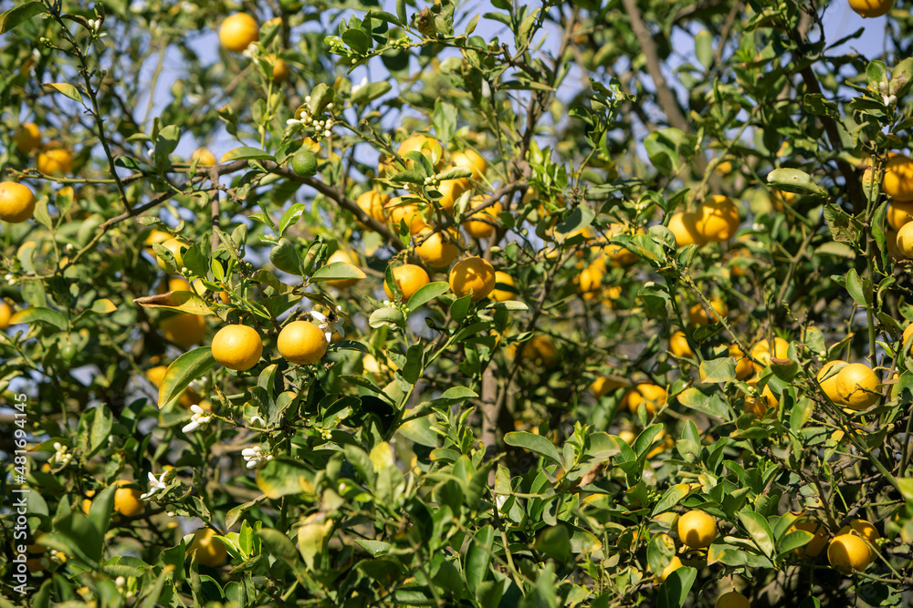 photo of oranges growing on a tree. The theme of garden planting, agriculture and proper nutrition photo of oranges growing on a tree. The theme of garden planting, agriculture and proper nutrition