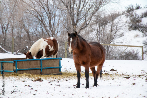 horses in winter © Lynda