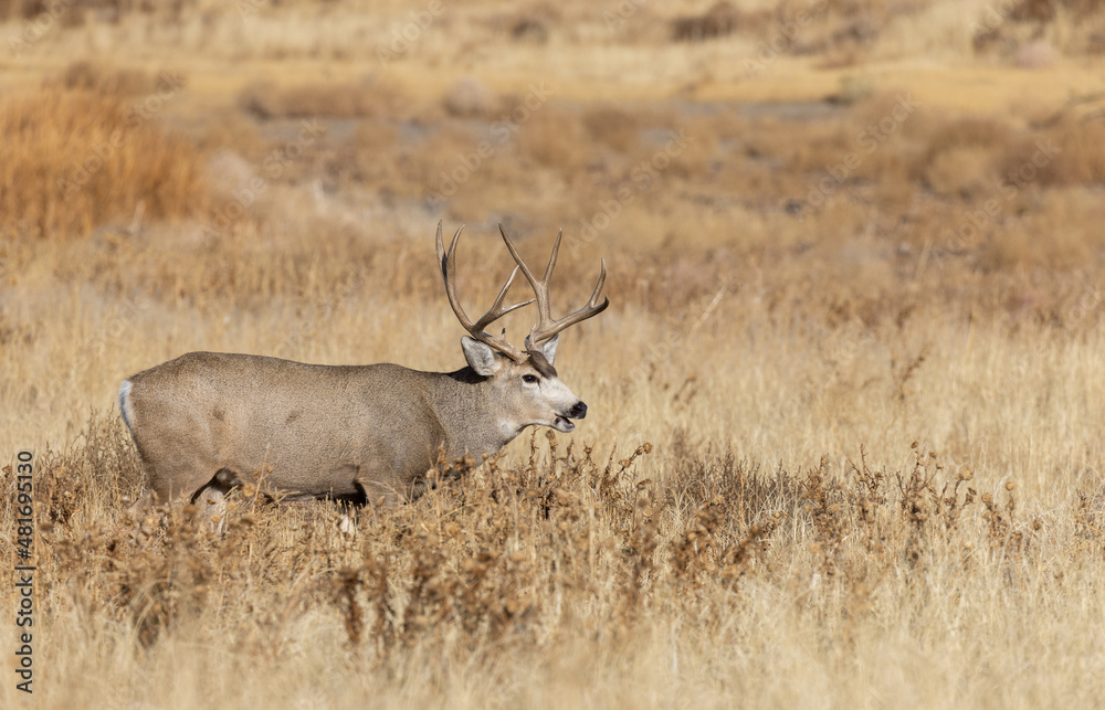 Mule Deer Buck During the Fall Rut in Colorado Mule Deer Buck During the Fall Rut in Colorado