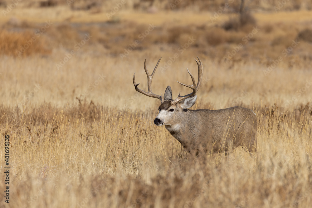 Mule Deer Buck During the Fall Rut in Colorado Mule Deer Buck During the Fall Rut in Colorado