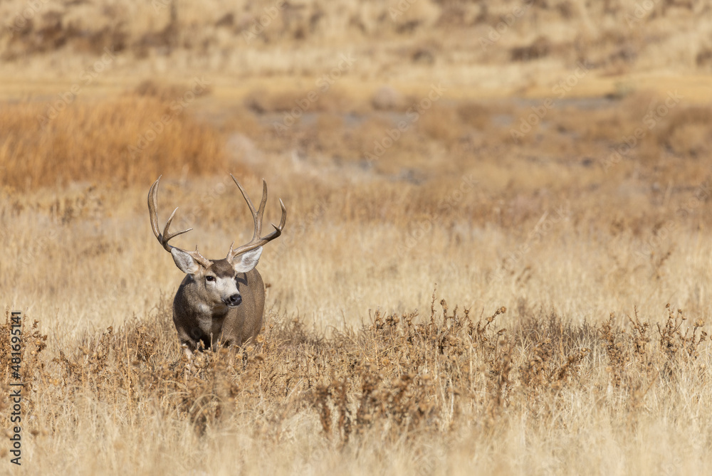 Mule Deer Buck During the Fall Rut in Colorado Mule Deer Buck During the Fall Rut in Colorado