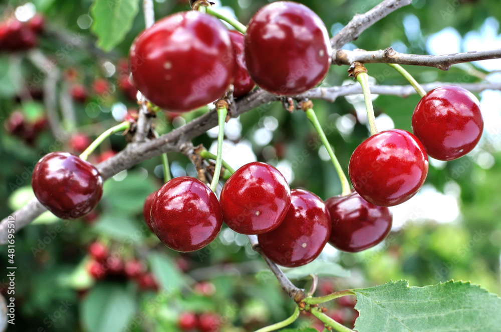 close-up of ripe cherries on a tree in the garden close-up of ripe cherries on a tree in the garden