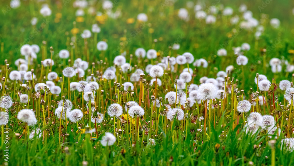 White dandelions among the green grass in a spring field