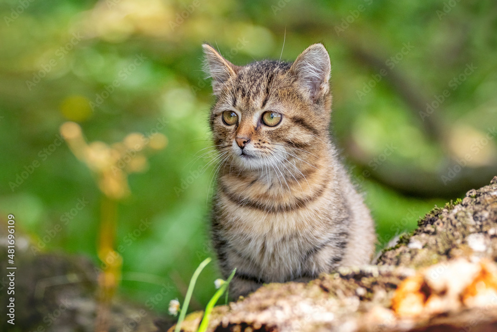 A small striped kitten in the garden on a blurred background