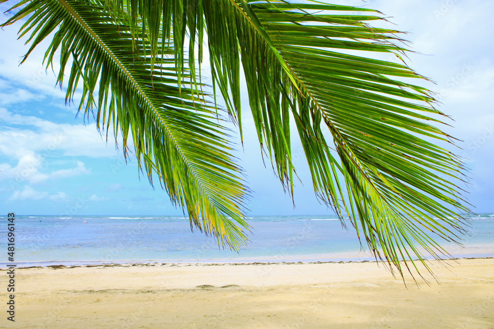 Caribbean sea and palm leaves. Travel background.