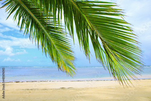 Caribbean sea and palm leaves. Travel background. © Swetlana Wall