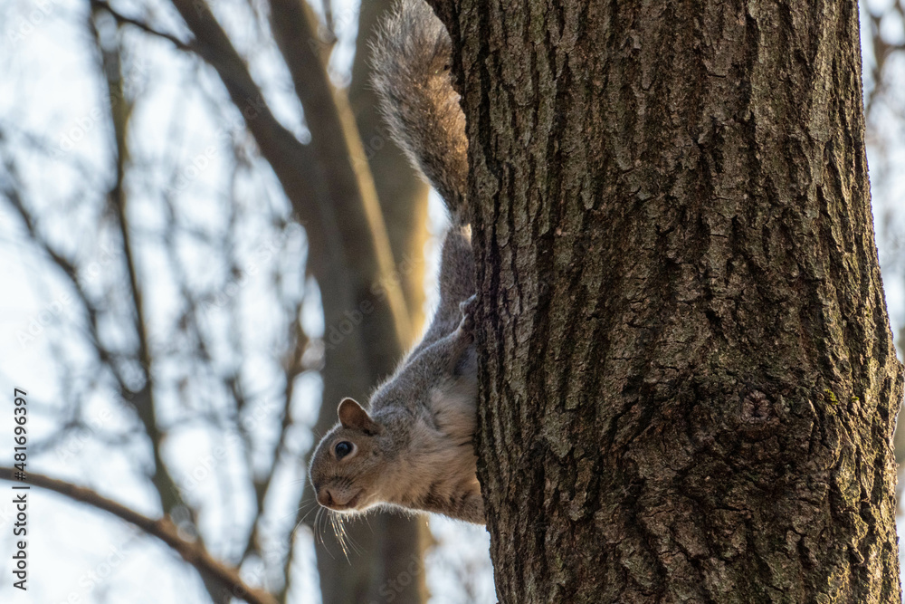 Obraz premium squirrel